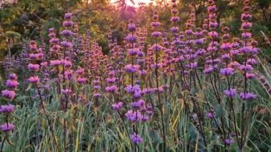 Phlomis tüberosa bitkisi ormanlık alanda gün batımına bakan bir manzarayla çiçek açıyor. Bilge yaprak, düşünceli çiçekli bitki.