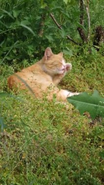 Şirin ve komik turuncu kedi yavrusu yeşil çimlerin üzerinde uzanıyor ve dinleniyor. Kızıl kedi pençelerini yalıyor ve kürkü temizliyor, güneşin altında sıcacık duruyor.