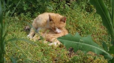 Şirin ve komik turuncu kedi yavrusu yeşil çimlerin üzerinde uzanıyor ve dinleniyor. Kızıl kedi pençelerini yalıyor ve kürkü temizliyor, güneşin altında sıcacık duruyor.
