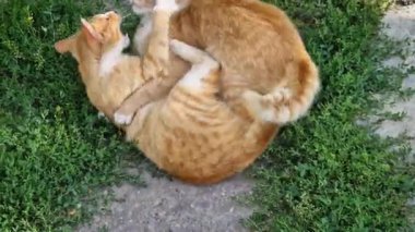 İki oynak turuncu kedi yavrusu bahçede kavga ediyor. Komik ve eğlenceli kızıl kediler oyun oynarken yumruk atıyor.