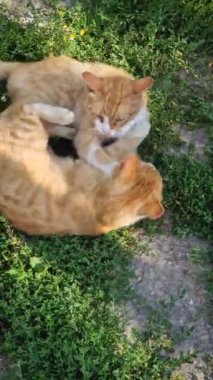 Bahçede kavga eden iki turuncu kedi yavrusu. Komik ve şakacı kızıl kediler yumruk atıyor