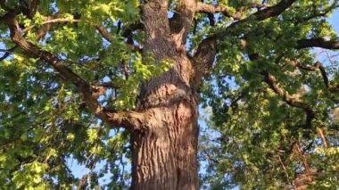 350 yıllık Pedunculate Oak 'ın yeşil tacı Moldova' nın Orhei kentindeki Curchi Manastırı yakınlarında bulunuyor. Doğal bir dönüm noktası olarak görkemli laik ağaç