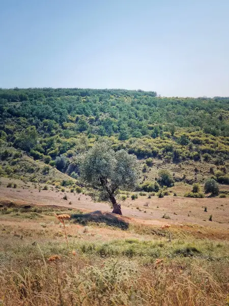 Vadide tek bir ağaç ve arka planda orman manzaralı doğal sonbahar sahnesi.