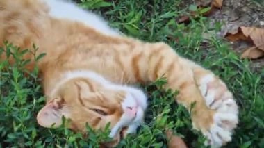 Çok sevimli turuncu kedi yavrusu çimlerin üzerinde uzanıyor ve dinleniyor.