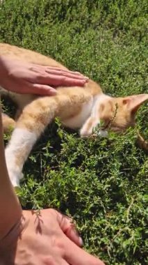 Bahçede en sevdiği turuncu kedisiyle oynayan genç bir kadın. Kadın efendi ve sevimli kızıl evcil hayvan birlikte eğleniyor. Yakından bir el kediyi okşuyor.