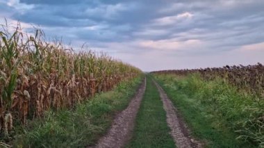 Olgun bir ayçiçeği ve mısır tarlalarının arasından geçen köy yolu. Sonbahar tarım hasat panoramik görünümü 