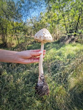 Elinde büyük bir güneş şemsiyesi mantarı tutan kişi, kökleri, uzun gövdesi ve benekli kapağıyla yerden koparılmış, orman arka planına karşı. Macrolepiota procera fungi