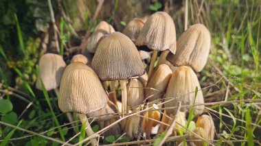 Ormandaki bir ağaç gövdesinin yanında büyüyen zehirli mantar kümesi. Coprinellus mantar türü