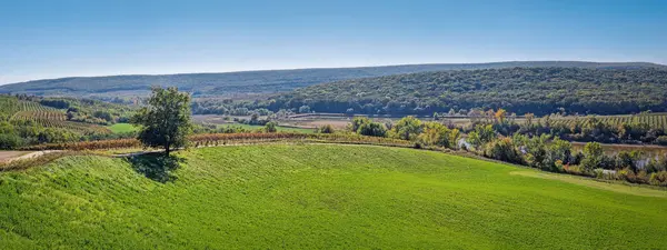Yeşil tepeleri, yalnız bir ağacı, üzüm bağları ve bir nehri olan manzara manzarası. Arka planda açık mavi gökyüzünün altında ormanlık bir alan ve uzak tepeler yer alıyor. Huzurlu ve resmedilmiş sahne