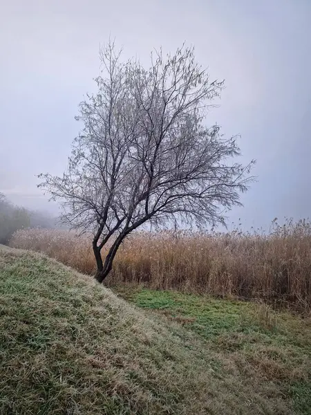 Çimenli bir tarlada yapayalnız bir paskalya ağacı ve sisli bir kış gününde arka planda kuru sazlıklar. Göl kenarında yoğun sis olan sakin doğal bir manzara.