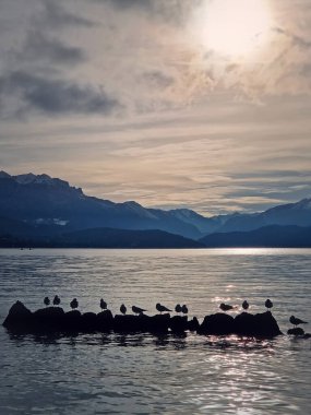 Glacier lake of Annecy with Aravis mountains in background. The sun casts a warm glow on the cold water surface. A row of rocks lined near shore with seagulls adding a peaceful vibe to the landscape clipart