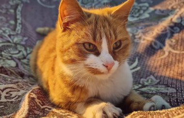 Playful orange cat closeup portrait in the calm sunset light, jumping with his paws towards camera as try to catch something