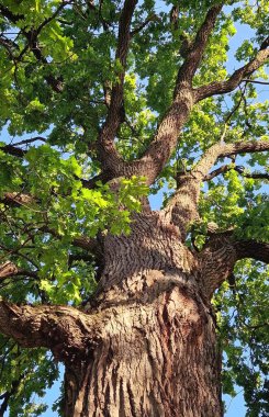 350 yıllık Pedunculate Oak 'ın yeşil tacı Moldova' nın Orhei kentindeki Curchi Manastırı yakınlarında bulunuyor. Doğal bir dönüm noktası olarak görkemli laik ağaç