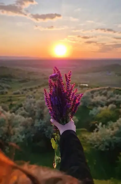 Yakından bir kadın elinde mor Balkan çiçekleri buketi tutuyor yaz günbatımının arka planında. Vahşi Salvia nemorosa
