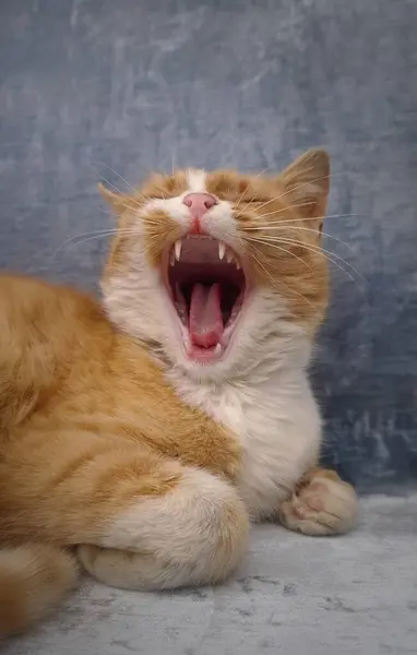 Uykulu turuncu kedi esneme portresi. Kızıl kedi sağlıklı bir uykudan sonra rahat bir şekilde uzanıyor.