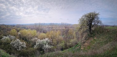 Çiçek açan ağaçlar, çalılar ve vadideki ormanın üzerindeki çimenli tepenin kenarındaki yalnız bir ağaç ile resmedilmiş bahar manzarası.