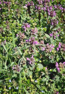 Bahar rüzgarında salınan mor başmelek (Lamium purpureum) olarak bilinen kırmızı ölü ısırgan otu açan bitki. Parlak kır çiçekleri ve yeşillikler. Bahar zamanı çayır harmanlama dokuları