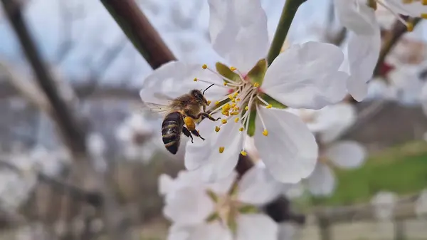 Yaklaşın nazik arı çiçek açan badem ağacından polen topluyor. Zengin bir hasat için bahar çiçekleri tozlaşması