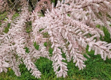 Tamarix tetrandra dalları yoğun pembe çiçek kümeleriyle süslenmiş. İnce kavisli dallar, yemyeşil bir zemin üzerine kurulmuş tüylü bir görünüm yaratır.