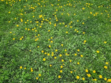 Tomurcuklanmış yemyeşil tarlalar canlı sarı karahindibalar ve yoğun çim yaprakları arasında yeşil yonca yaprakları. Doğanın güzelliğini yansıtan canlı bir arka plan. Baharın mevsimlik cazibesi