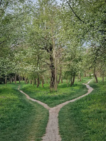 Ormandaki patikaları ayırmak, doğru yolu seçmek. Idyllic ilkbahar kırsal arazisi. Doğada iki farklı toprak yolu var. Bilinmeyen yerlere gidiyor. Çatallı yol ve karar verme