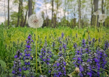 Yakın plan karahindiba üfürüğü, bahar çayırında, mor, dik borazan çiçekli bitkilerin arasında yetişir. Ajuga genevensis çiçeklerinin açtığı huzurlu ormanın doğal bileşimi.