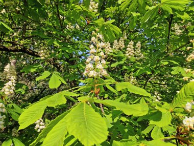 Kestane çiçekleri yoğun beyaz çiçek kümeleri oluşturur. Çiçekler taze yeşil yapraklara karşı güzelce zıtlaşır güneş ışığı filtrelerken doğal mevsimsel titreşimleri güçlendirir.