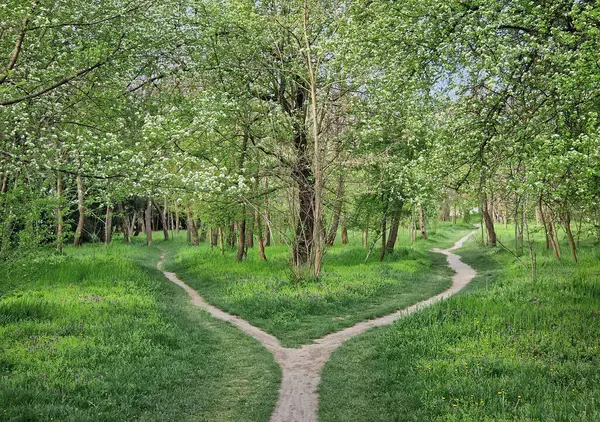 Ormandaki patikaları ayırmak, doğru yolu seçmek. Idyllic ilkbahar kırsal arazisi. Doğada iki farklı toprak yolu var. Bilinmeyen yerlere gidiyor. Çatallı yol ve karar verme