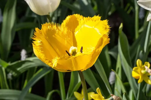Hollanda, Keukenhof Park 'ta çiçek tarhı