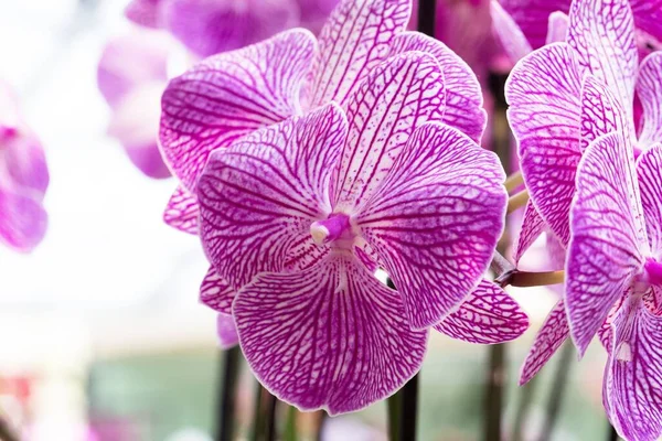 Orchids are plants that belong to the family Orchidaceae