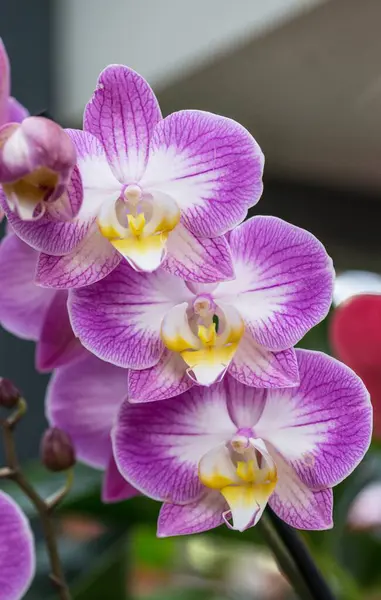 Orchids are plants that belong to the family Orchidaceae
