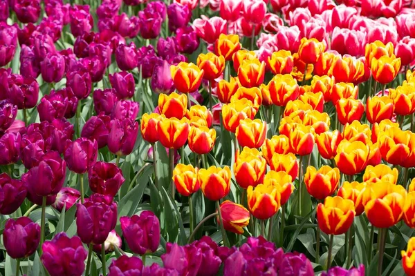 Hollanda, Keukenhof Park 'ta çiçek tarhı