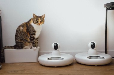 Kedi besleme cihazı. Yemek yiyen akıllı ev robotu..
