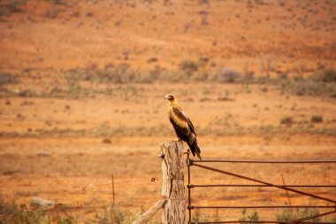 Takoz kuyruklu kartal, Avustralya 'da çitin üzerine tünemiş.
