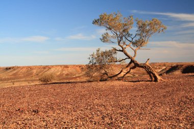 Kırılma noktasındaki kuru ağaç, Cooper Pedy, Avusturalya