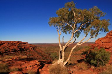 Kings Canyon, Avustralya 'da okaliptüs