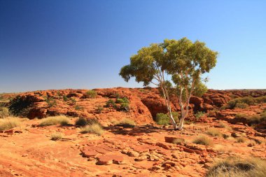 Kings Canyon, Avustralya 'da okaliptüs ağacı