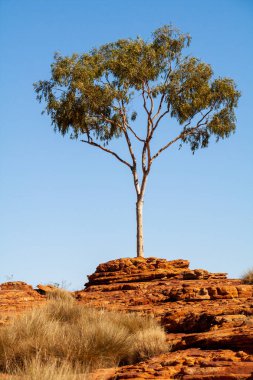Kings Canyon, Avustralya 'da okaliptüs ağacı