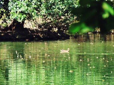 Monza İtalya 'daki göl manzarası çok güzel.