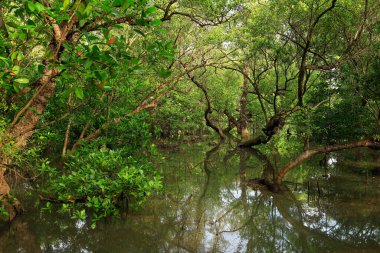 Mangrove ormanları ve Tayland 'daki çeşitli bitkiler.