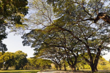 Kamu arazisinde birçok büyük ağaç yetişir..