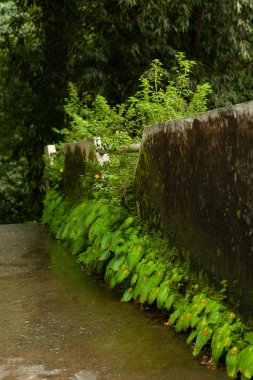 Bu patika ormandaki eğrelti otları büyüyen bir köprü.