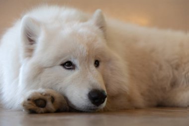 Beyaz Samoyed köpek çömelmiş ve odaklanıyor