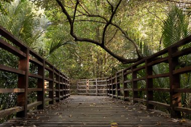 Mangrov ormanında ahşap bir patika ve geçide düşen sarı yapraklar..