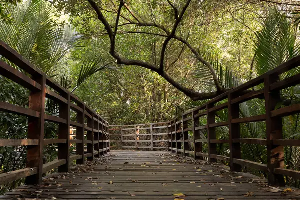 Mangrov ormanında ahşap bir patika ve geçide düşen sarı yapraklar..
