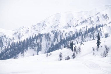 Çam ağaçlı karlı dağlar
