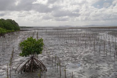 New mangrove trees and wooden bridges were planted in the protected area and behind it were the sea and mountains