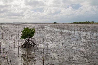New mangrove trees and wooden bridges were planted in the protected area and behind it were the sea and mountains clipart