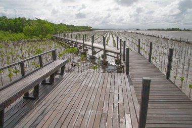 Newly planted mangrove trees and a wooden bridge in the area for conservation. clipart