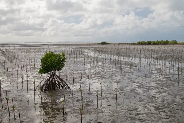 New mangrove trees and wooden bridges were planted in the protected area and behind it were the sea and mountains